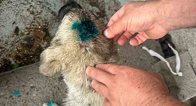 Bu kez insan köpeği ısırdı