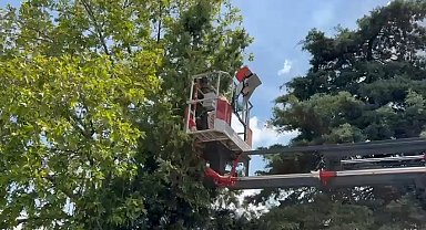 Bursa'da Ağaçta Mahsur Kalan Kedileri İtfaiye Kurtardı