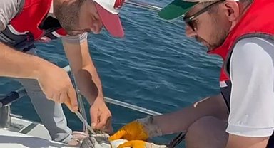 Çanakkale'de denizde oltaya takılan martı kurtarıldı