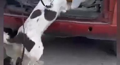 Denizli'de 4 farklı operasyonda yakalanan 15 zehir tacirinin 12'si tutuklandı
