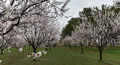 Erzincan Bahçe Kültürleri Enstitüsü Bölgenin Fidan İhtiyacını Karşılıyor