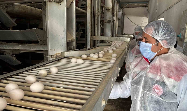 Erzincan'da Kanatlı Sektörü Büyüyor: Yumurta Tavukçuluğuna Yeni Yatırımlar