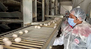 Erzincan'da Kanatlı Sektörü Büyüyor: Yumurta Tavukçuluğuna Yeni Yatırımlar