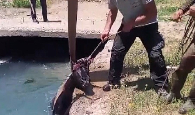 Erzincan'da Kayıp Atı Sulama Kanalından Vatandaşlar Kurtardı