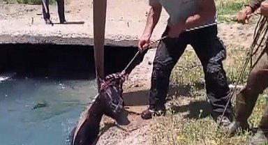 Erzincan'da Kayıp Atı Sulama Kanalından Vatandaşlar Kurtardı