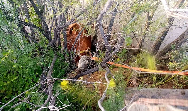 Erzincan&#039;da Nehire Düşen İnek İtfaiye Sayesinde Kurtarıldı