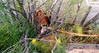 Erzincan'da Nehire Düşen İnek İtfaiye Sayesinde Kurtarıldı