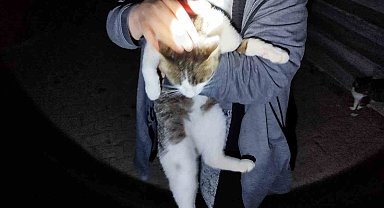 Erzincan'da Sundurmaya Mahsur Kalan Kedi Kurtarıldı