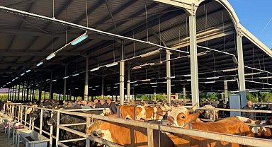 Fatsa'da Kurban Bayramı Öncesi Hayvan Pazarlarında Denetimler Sıkılaştı