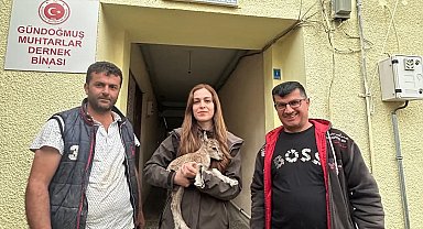 Gündoğmuş'ta Duyarlı Vatandaş, Yağmur Altında Bulduğu Yaban Keçisi Yavrusunu Kurtardı