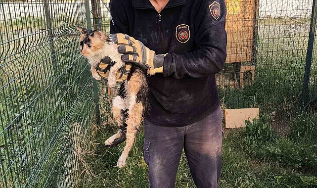 Hatay&#039;da İki Bina Arasına Sıkışan Kedi, 7 Saatlik Zorlu Operasyonla Kurtarıldı