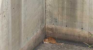 Hatay'da İnşaat Temeline Düşen Kedi İtfaiye Ekiplerince Kurtarıldı