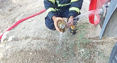 Hatay'da Yangının Arasında Kalan Kaplumbağayı İtfaiye Kurtardı