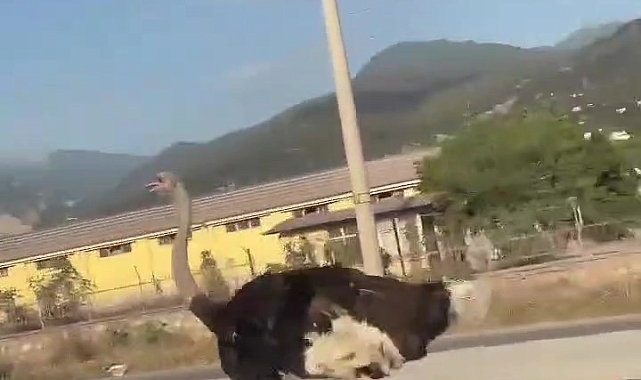 Hatay&#039;da Yolda Deve Kuşu Şaşkınlığı: &quot;Abo!&quot; Dedirtti