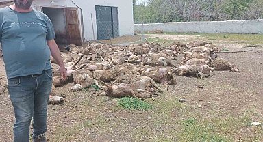 Haymana'da Kurt Saldırısı: Çiftlikte 92 Kuzu Telef Oldu