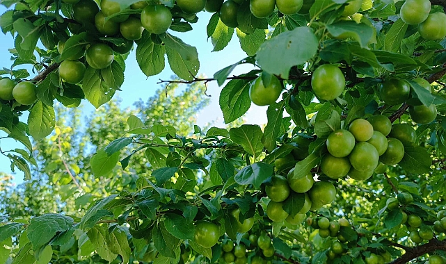 Iğdır'da Göyce (Can Erik) Fidanı Siparişleri Başladı
