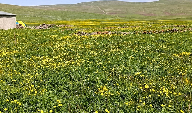 Iğdır'ın Saklı Cenneti: Kandilli Köyü Yeşiliyle Büyülüyor!