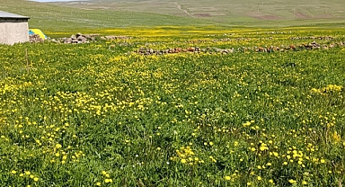 Iğdır'ın Saklı Cenneti: Kandilli Köyü Yeşiliyle Büyülüyor!