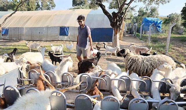 İki Üniversite Mezunu Çoban: Çağlar Öztürkler&#039;in Keçi Tutkusu
