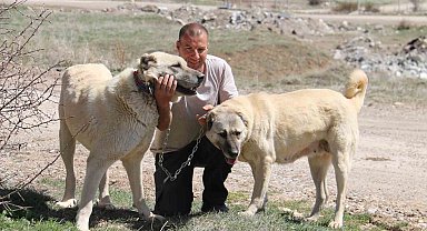 Kangal Dişilerinin Merhameti ve Annelik İçgüdüsü Hayran Bırakıyor