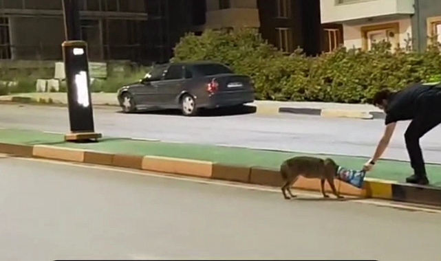 Karabük'te Poşet Kurbanı Çakalı Üniversite Hocası Kurtardı