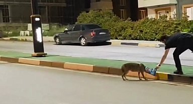 Karabük'te Poşet Kurbanı Çakalı Üniversite Hocası Kurtardı