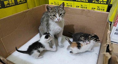 Karamanlı Tamirci, İş Yerinde Doğum Yapan Anne Kedi ve Yavrularına Yuva Oldu