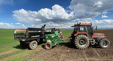 Kars'ın bereketli toprakları nohut ve mercimekle buluştu