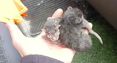 Kastamonu'da Motor Bölmesine Sıkışan Yavru Kediler Kurtarıldı