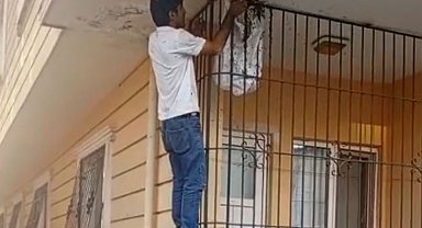 Kurtalanlı Arıcı Muhammet Rahmi Mikyas, Arı Oğulunu Çıplak Elle Topladı