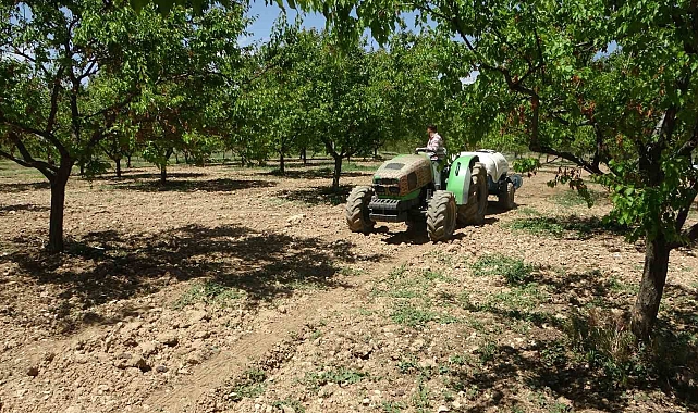 Malatya&#039;da yeniden yeşeren kayısı ağaçları çiftçileri umutlandırdı