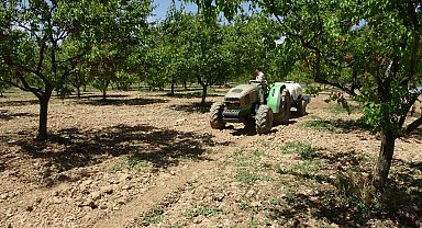 Malatya'da yeniden yeşeren kayısı ağaçları çiftçileri umutlandırdı