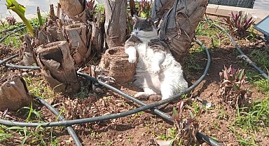 Marmaris'in Umursamaz Maskotu: İşçiler Çalışırken Keyfini Bozmayan Kedi Gülümsetti