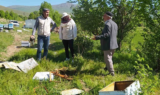 Muradiye&#039;de Ayı Saldırıları Arıcıyı Canından Bezdi: İkinci Saldırıda 150 Bin TL Zarar