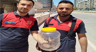 Mutfakta görülen yılan, paniğe neden oldu
