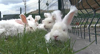 Nesli tükenmekte olan Angora tavşanları yaşatılmaya çalışılıyor
