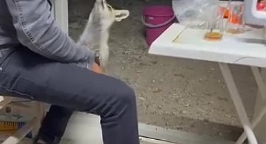 Niğde'de Aç Kalan Tilki Yerleşim Yerine İndi, Vatandaş Eliyle Besledi