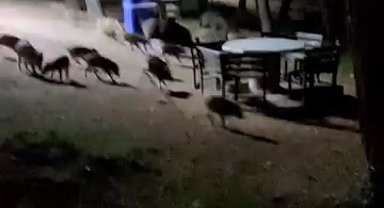 Nilüfer Atatürk Kent Ormanı'nda Domuz Sürüsü Paniği