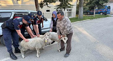 Polatlı'da Koyun Hırsızlığı Şüphelisi Yakalandı, Çalınan Hayvanlar Sahibine Teslim Edildi