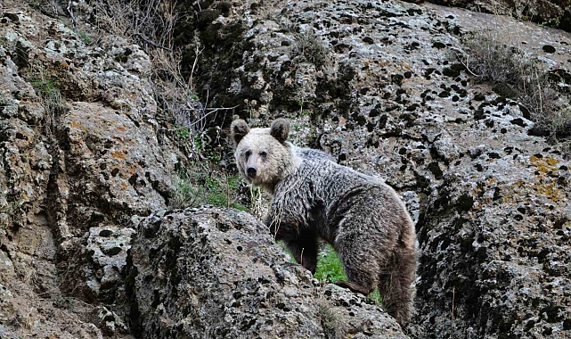 Pülümür&#039;de Ayı Saldırısı: Köpekler Hayat Kurtardı