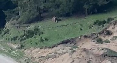 Rize'nin Ayısı Köy Halkını Güldürdü: Muhtarın Eğlenceli Anlatımı Viral Oldu
