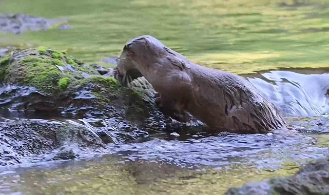 Safranbolu Kanyonunda Nesli Tehlike Altındaki Su Samuru Yengeç Avlarken Görüntülendi