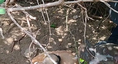 Samandağ'da Çalıların Arasında Mahsur Kalan Yavru Köpekler Kurtarıldı