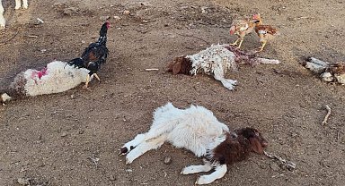 Şanlıurfa'da başıboş köpekler 33 kuzuyu telef etti