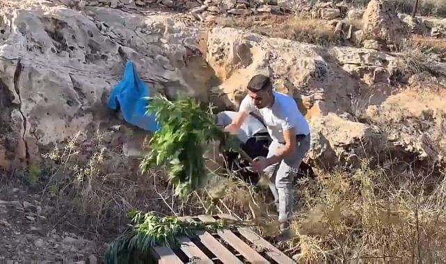 Şanlıurfa&#039;da Mağarada Büyük Uyuşturucu Operasyonu: Binlerce Hap ve Kenevir Bitkisi Ele Geçirildi