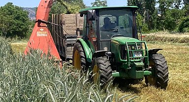 Sarıgöl'de Çiftçi Ahmet Ur'dan Süt Verimini Artıran Doğal Yöntem: Slaj Üretimi