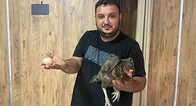 Serik'te Tavuk Dönerciye Giren Cesur Tavuk Yumurtladı!