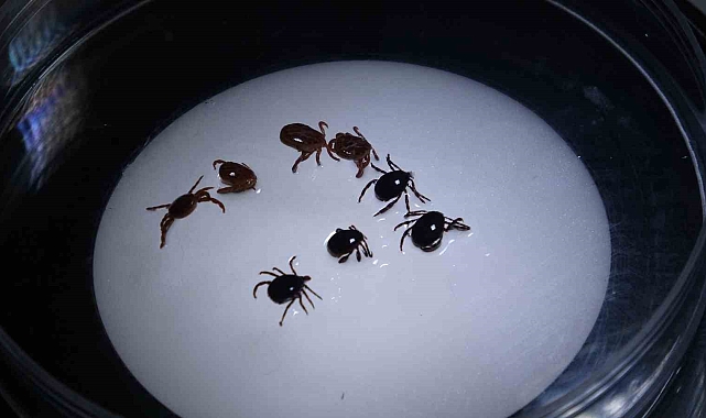 Sivas&#039;ta KKKA Alarmı: Bir Can Kaybı, 8 Vaka Nisan Ayından Beri Görüldü