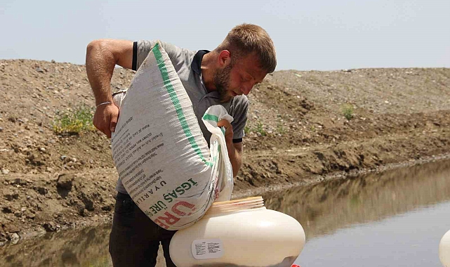 Sofraların Vazgeçilmezi Osmancık Pirinci İçin Üretim Sezonu Başladı