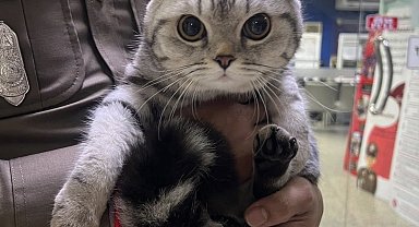 Tayland'da "Isıran Kedi"nin Sabıka Fotoğrafı Sosyal Medyayı Salladı